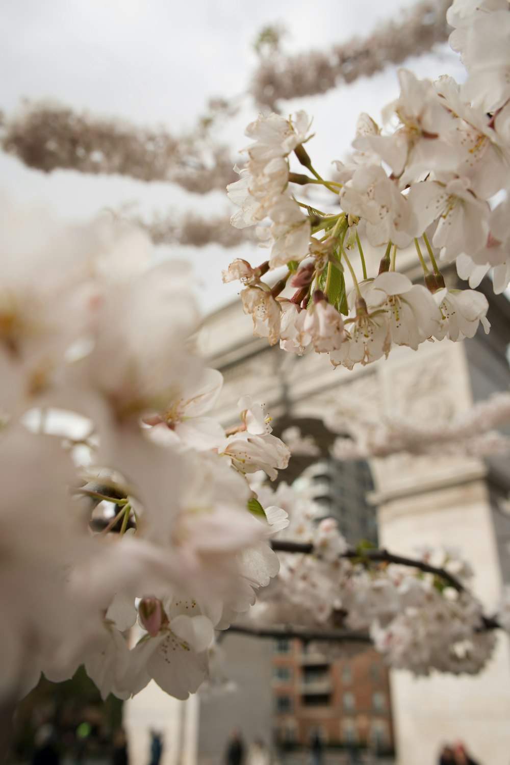 a bunch of white flowers hanging from a tree