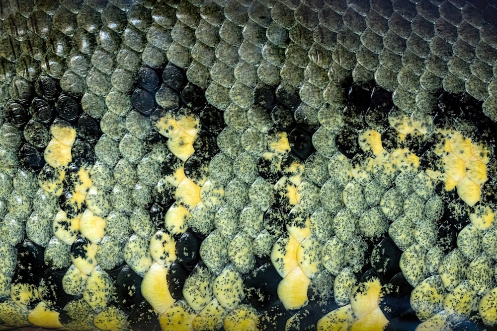 um close up da pele de um peixe com algas sobre ele