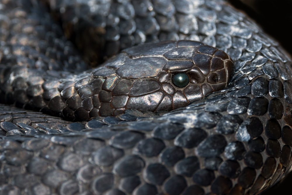 a close up of a snake's head with a green eye