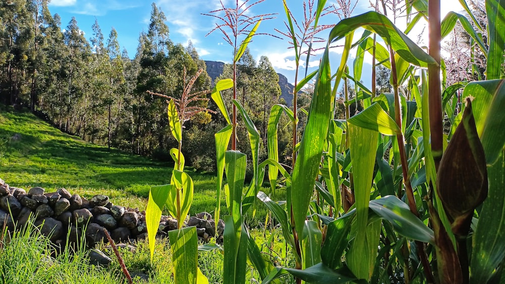 a lush green field filled with lots of tall grass