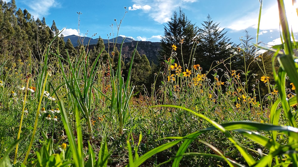 a field of tall grass with mountains in the background