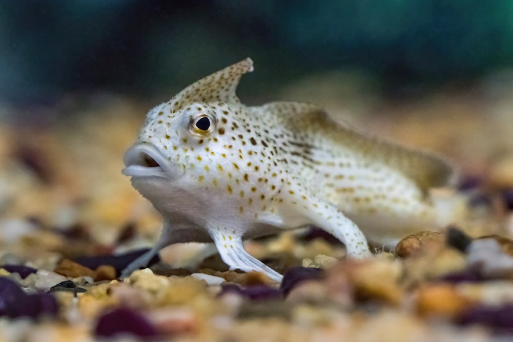 a close up of a small animal on a bed of dirt