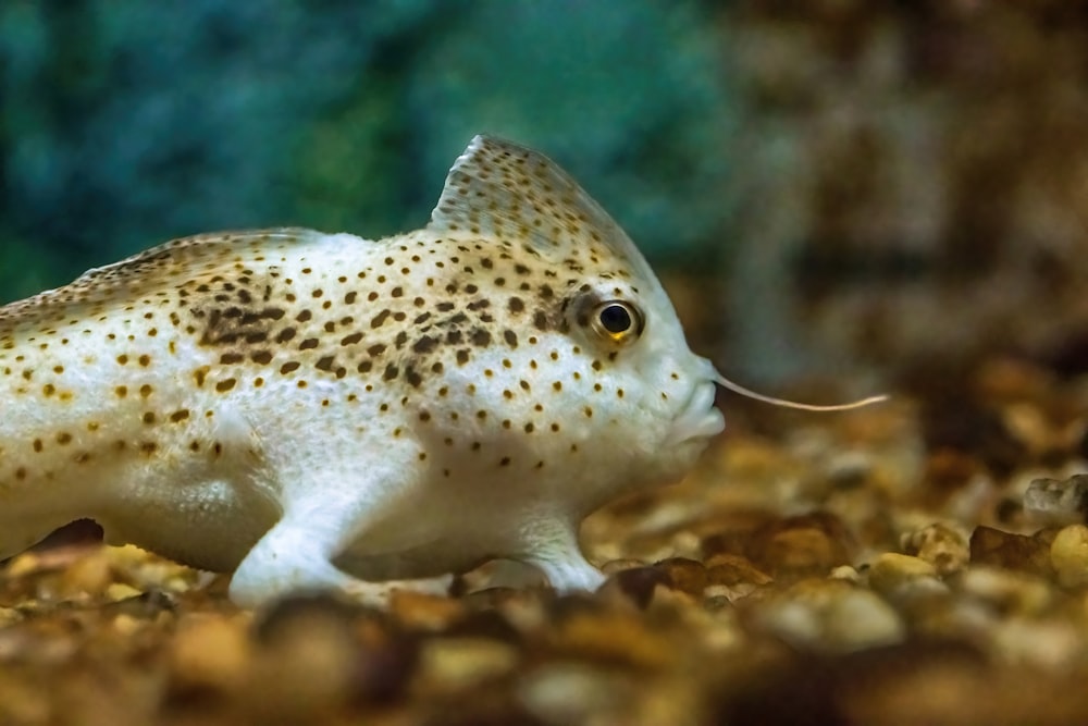 a close up of a fish on a bed of rocks