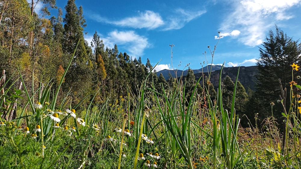 a field of wildflowers with a mountain in the background