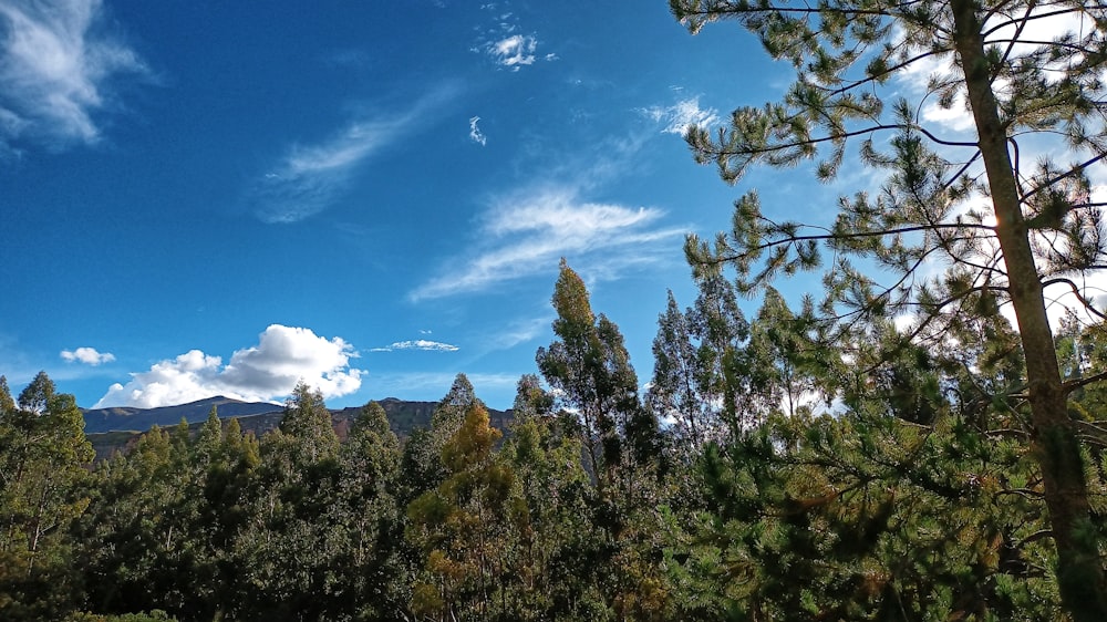 a view of a mountain range through the trees