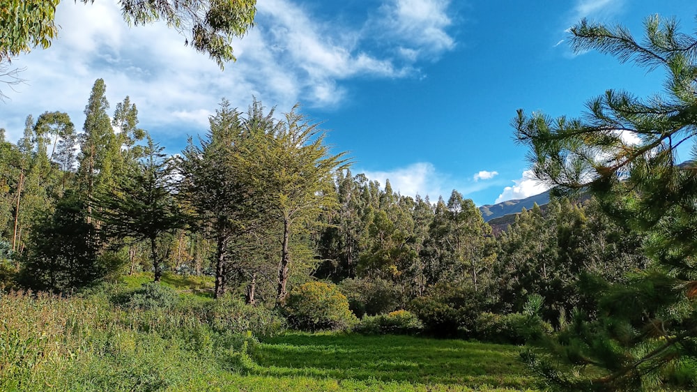 a lush green forest filled with lots of trees