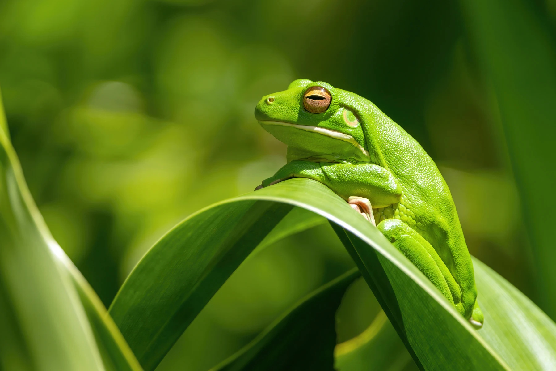 A green tree frog sitting on a long green leaf