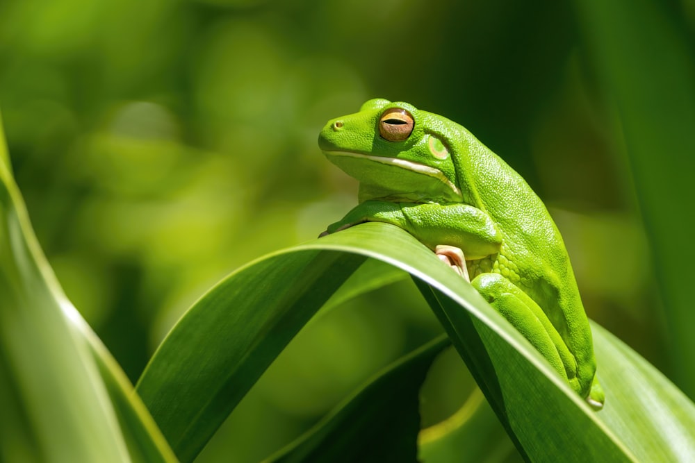 a green frog sitting on top of a leaf