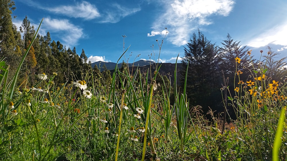 a field of wildflowers and tall grass with mountains in the background
