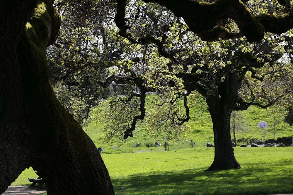 Un parque con muchos árboles y césped