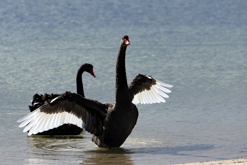a black swan flaps its wings in the water