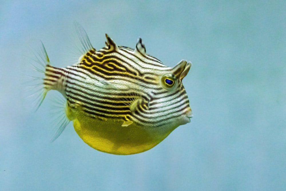 a yellow and black striped fish swimming in the water