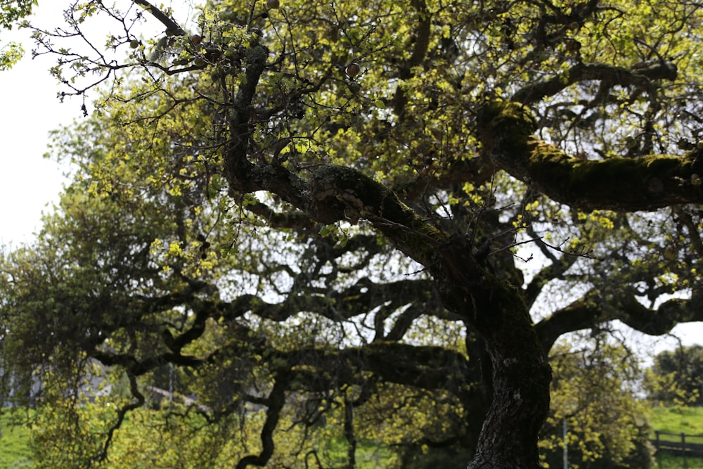 a large tree in a grassy field with a fence in the background