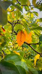 a leaf that is hanging from a tree