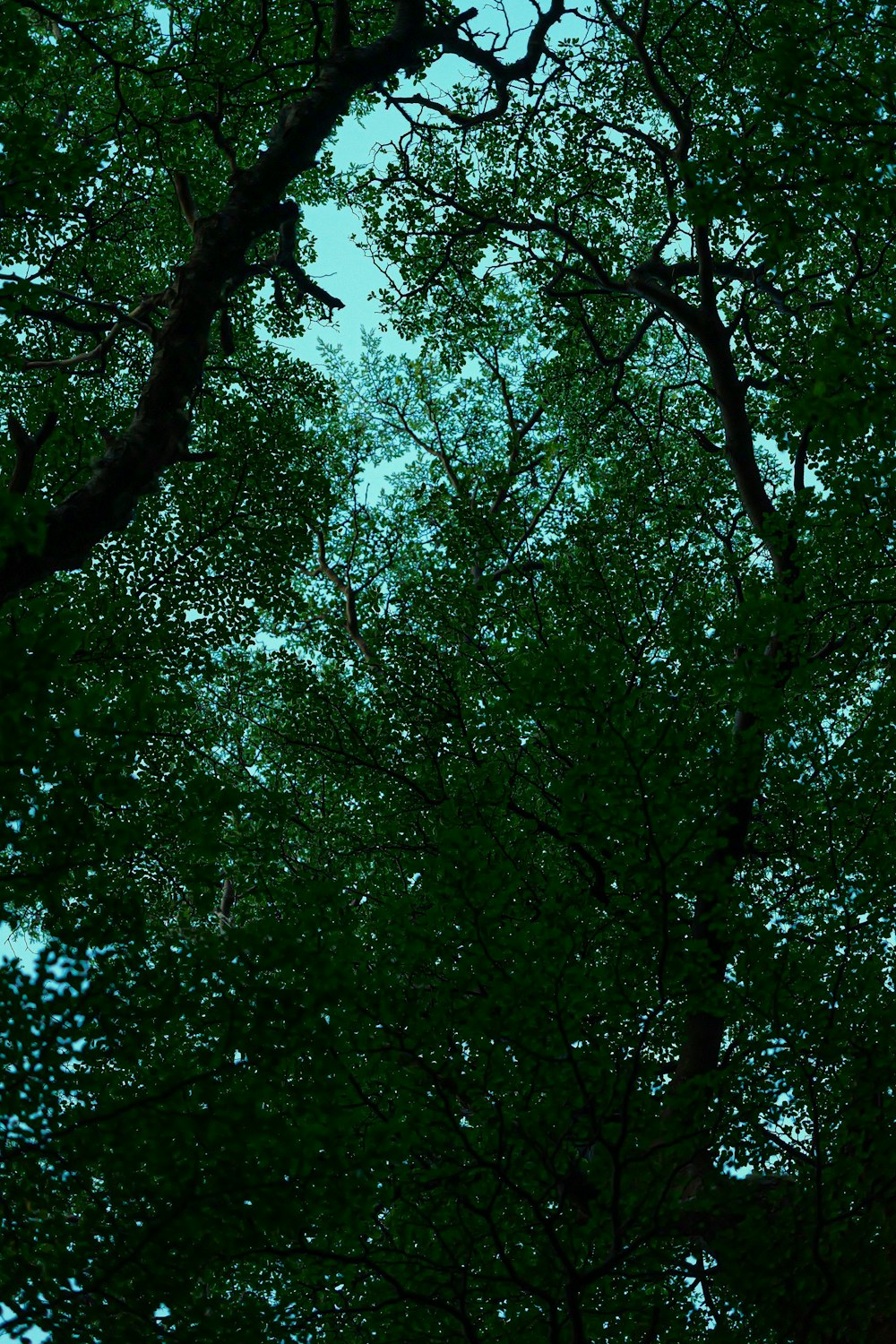 looking up at the tops of trees in a forest