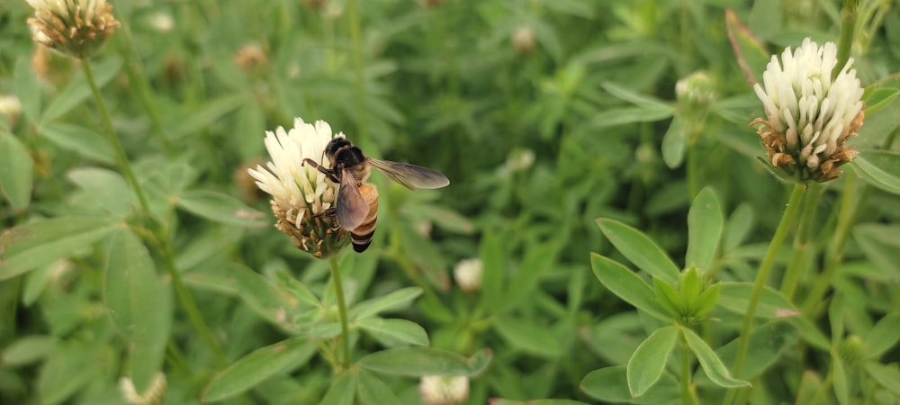 a bee sitting on top of a white flower