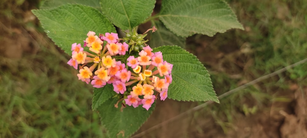 a small cluster of pink and yellow flowers