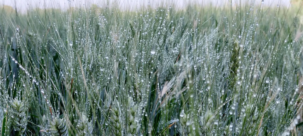 a field of tall grass covered in water droplets