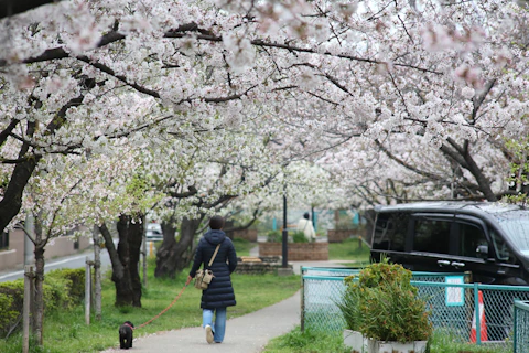 a woman walking a dog down a sidewalk