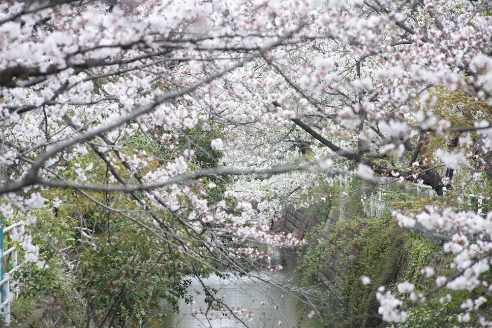 a view of a river through some trees