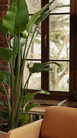 a living room with a large plant in the corner