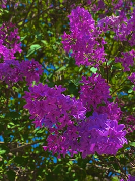a bunch of purple flowers that are on a tree
