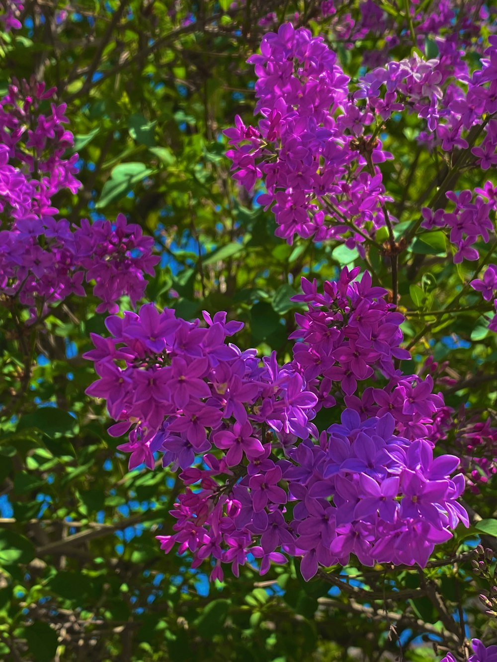 a bunch of purple flowers that are on a tree