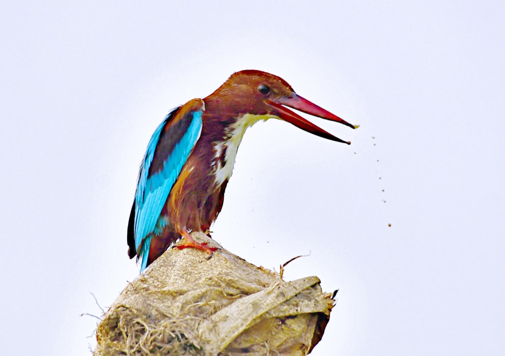 un uccello colorato seduto in cima a un nido