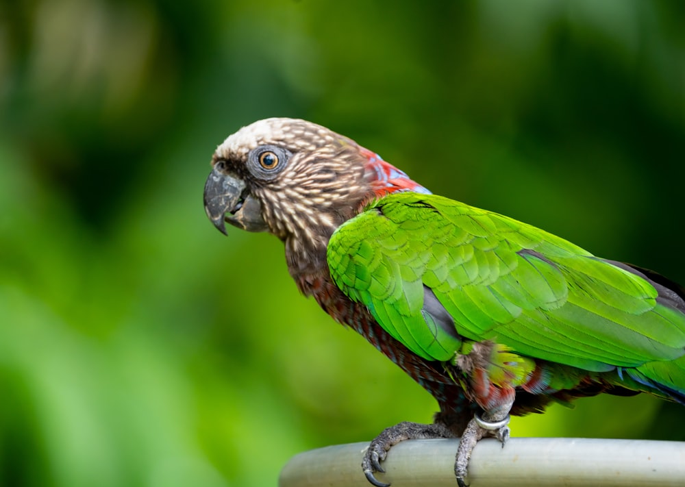 a green parrot sitting on top of a wooden pole