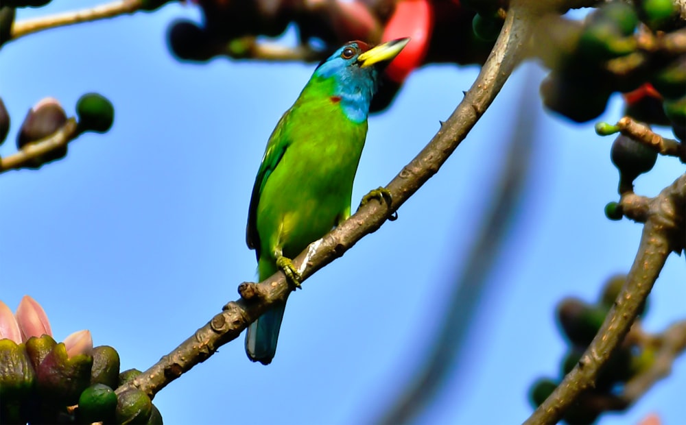 a green bird sitting on a branch of a tree