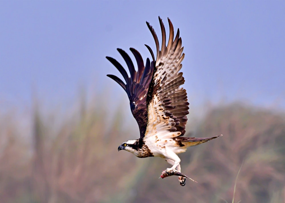 a large bird flying through the air with a fish in it's talon