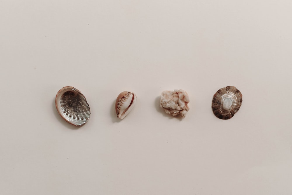 a group of seashells sitting on top of a white surface