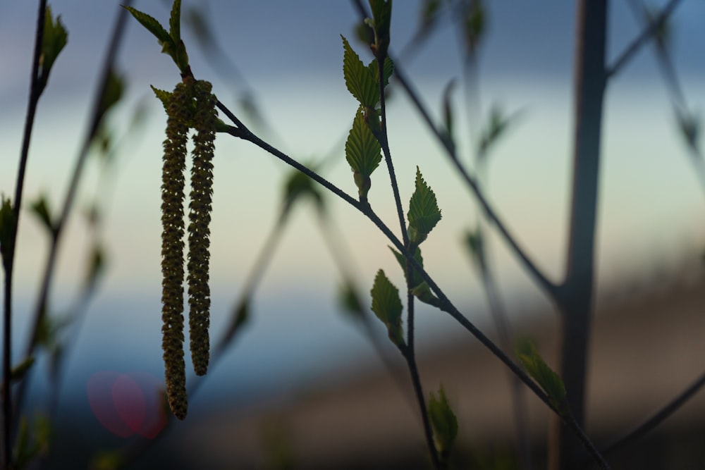 a close up of a plant with a blurry background