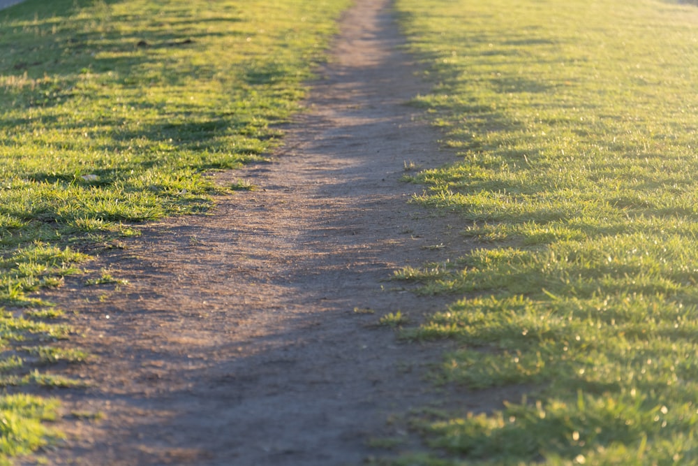 a dog is walking down a path in the grass