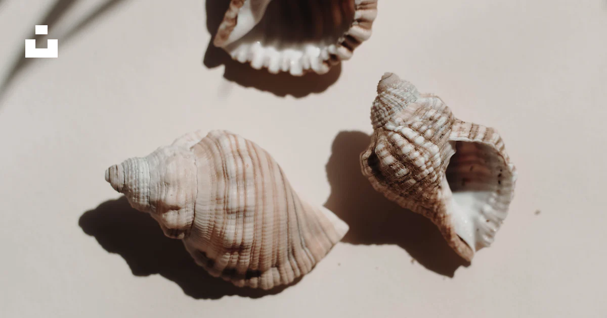 Three seashells on a white surface with a shadow of a palm tree photo ...