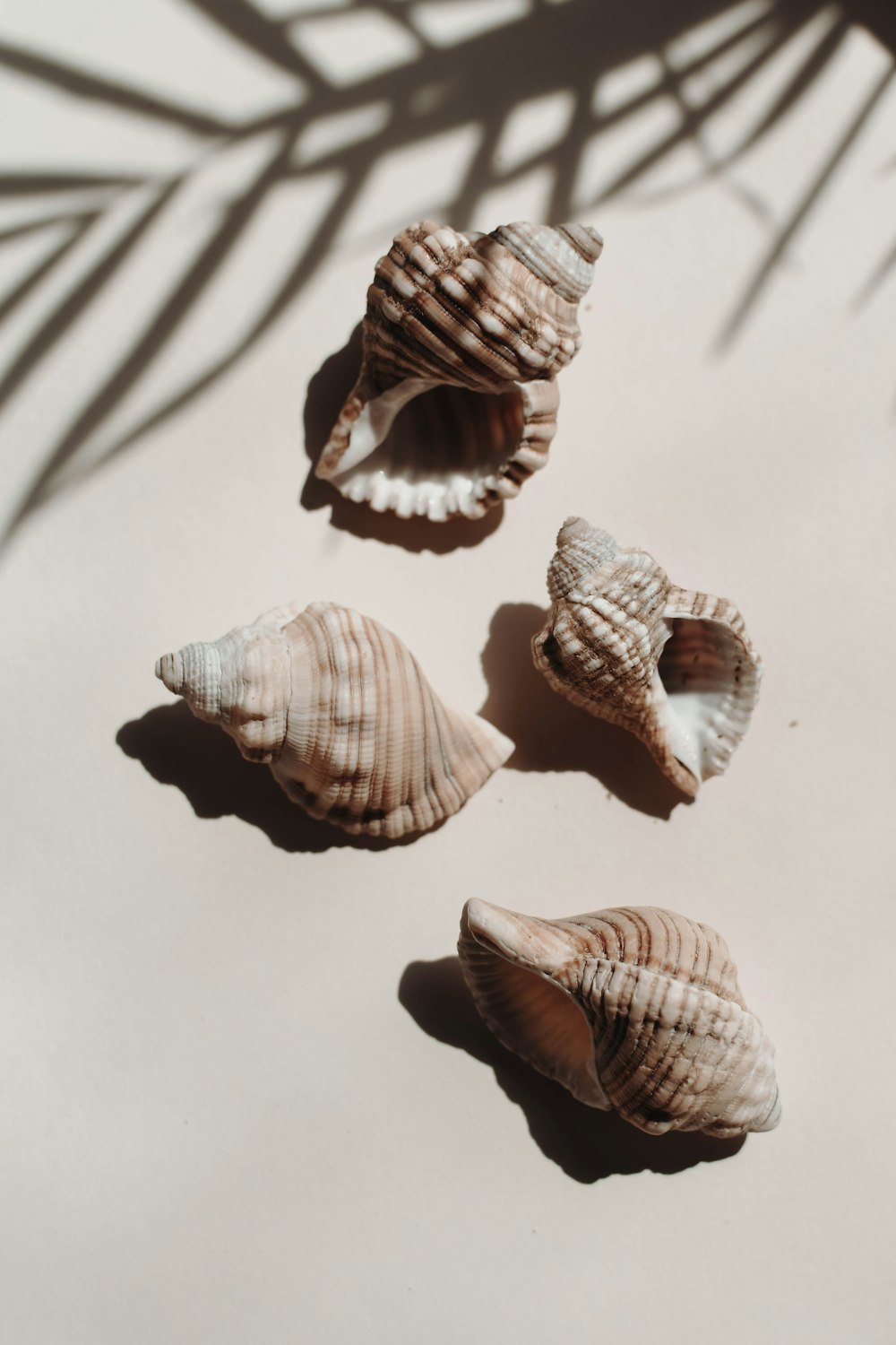 three seashells on a white surface with a shadow of a palm tree