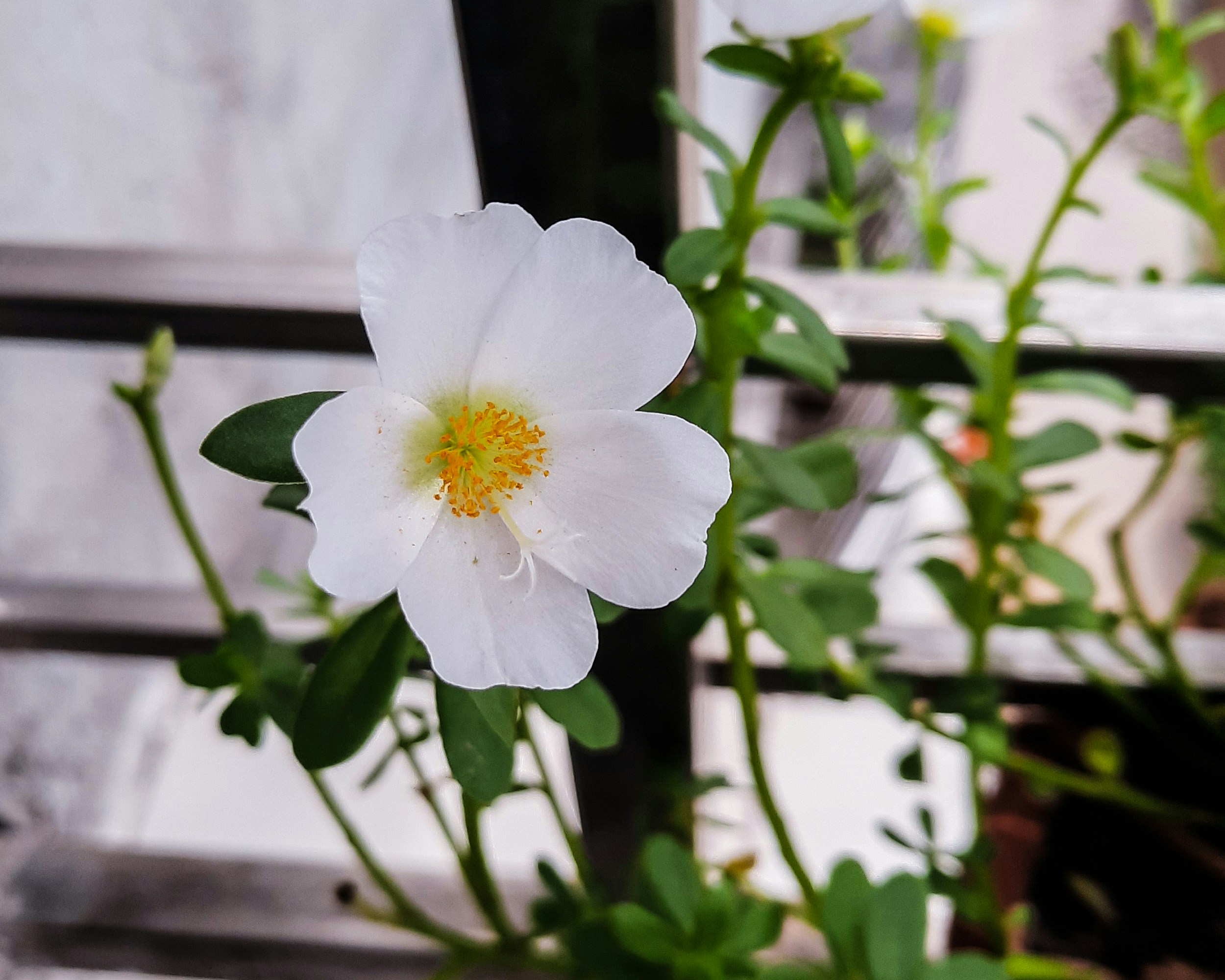 a close up of a white flower with green leaves