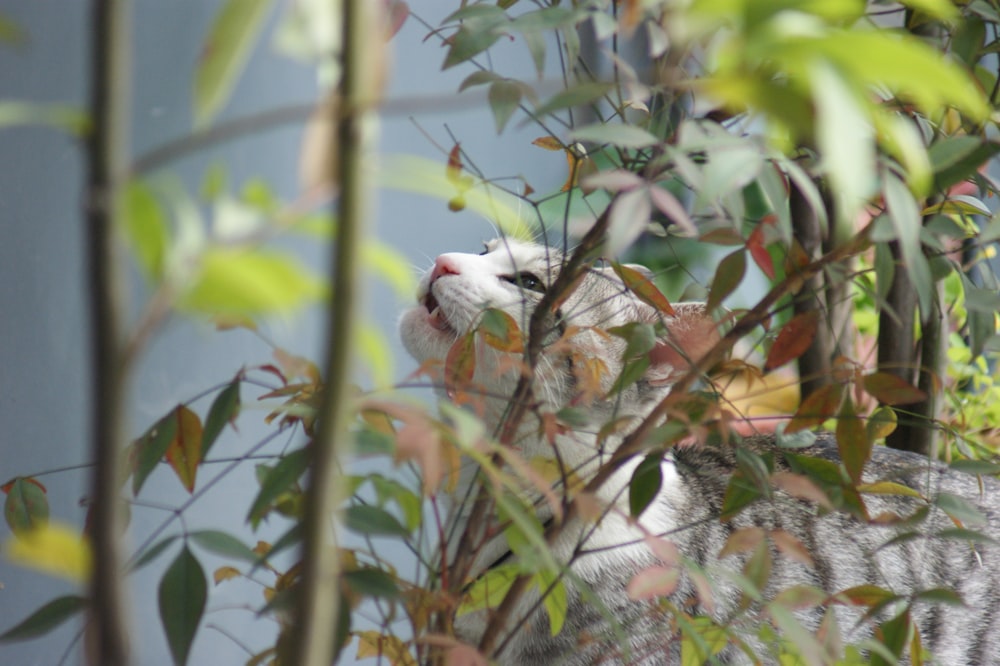 a white tiger hiding behind a tree branch