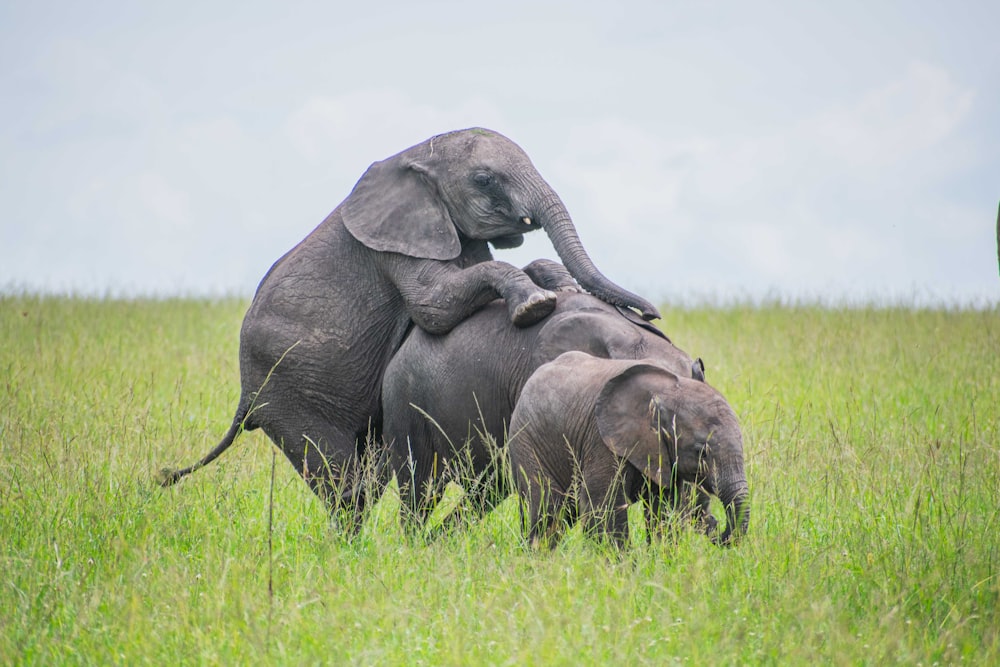 a baby elephant standing on top of an adult elephant