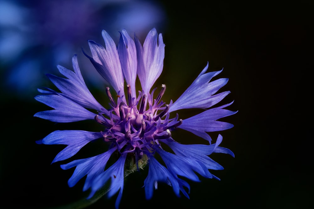 a close up of a purple flower on a black background