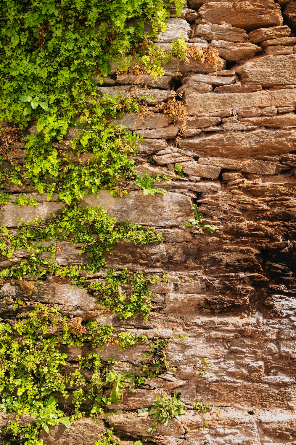 a stone wall with green plants growing on it