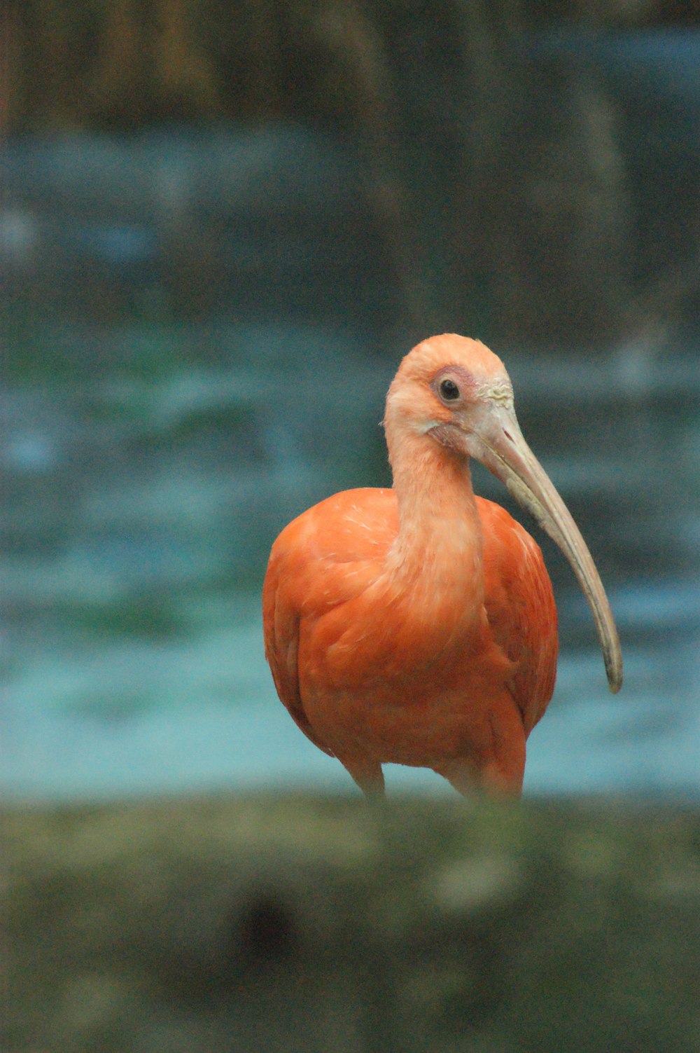 a close up of a bird with a long beak