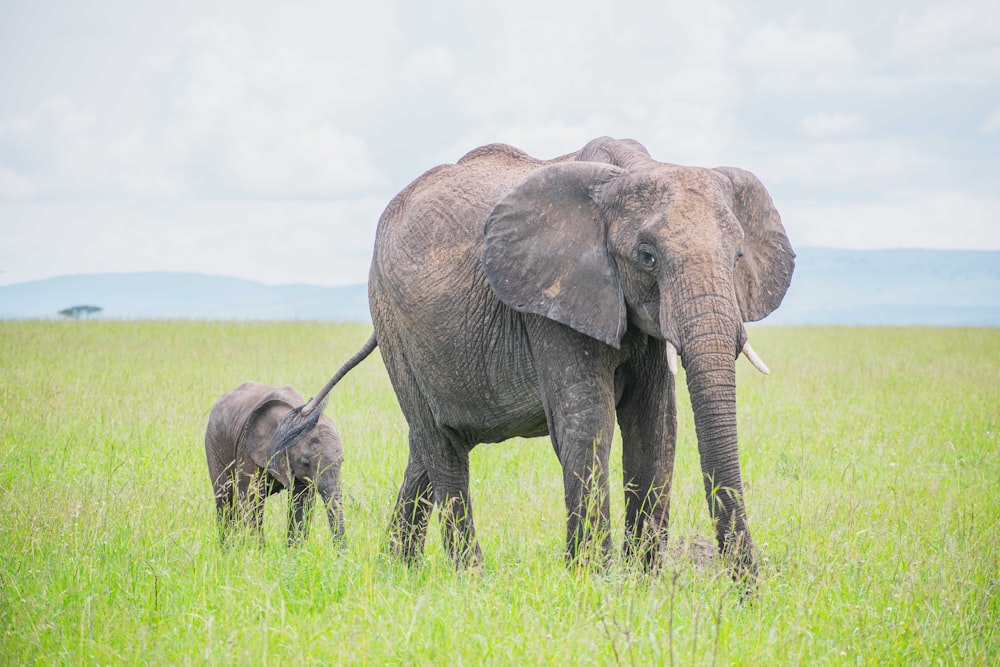 a large elephant and a small elephant standing in a field