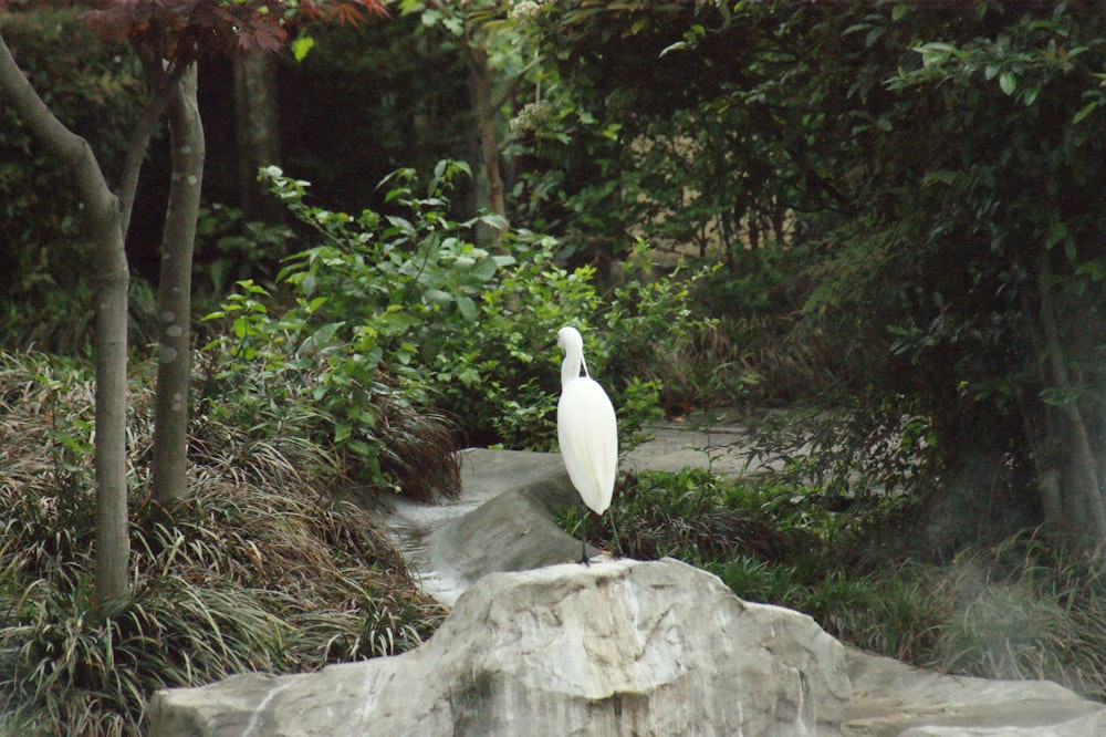 a white bird sitting on top of a rock