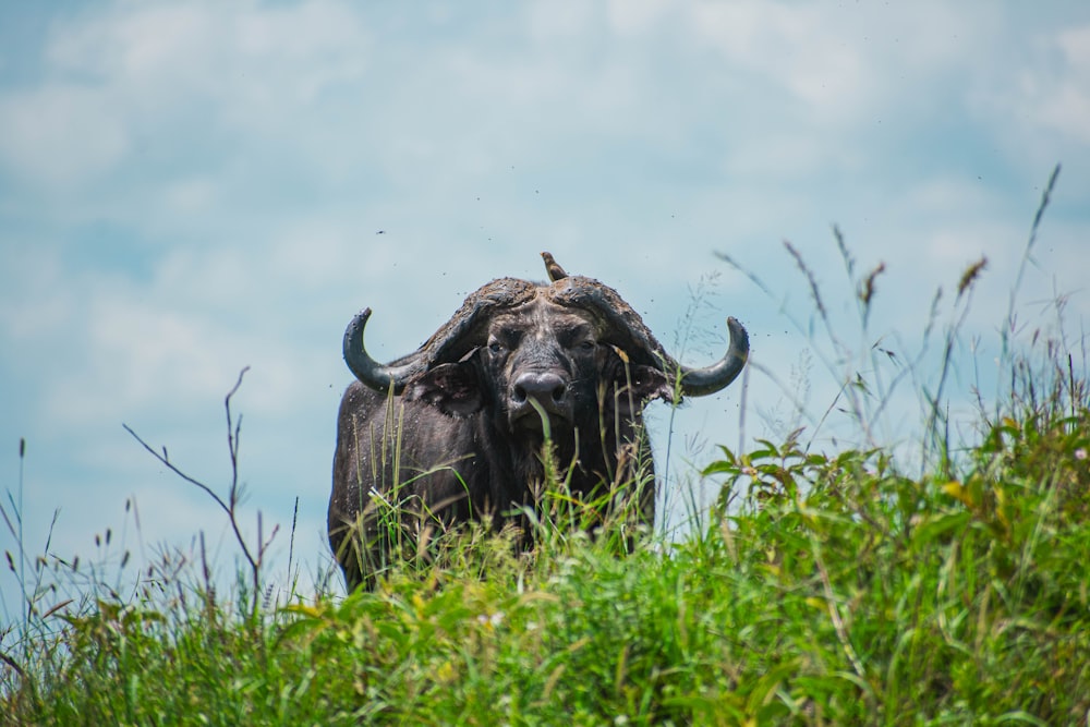 a bull standing in a field of tall grass