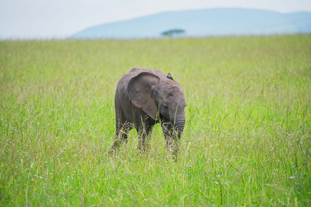 an elephant standing in a field of tall grass