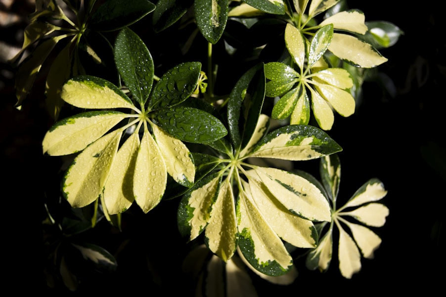 Phytophotodermatitis: Simptomi, Dijagnoza i Efektivno Liječenje Fototoksičnog Dermatitisa Uzrokovanog Biljkama