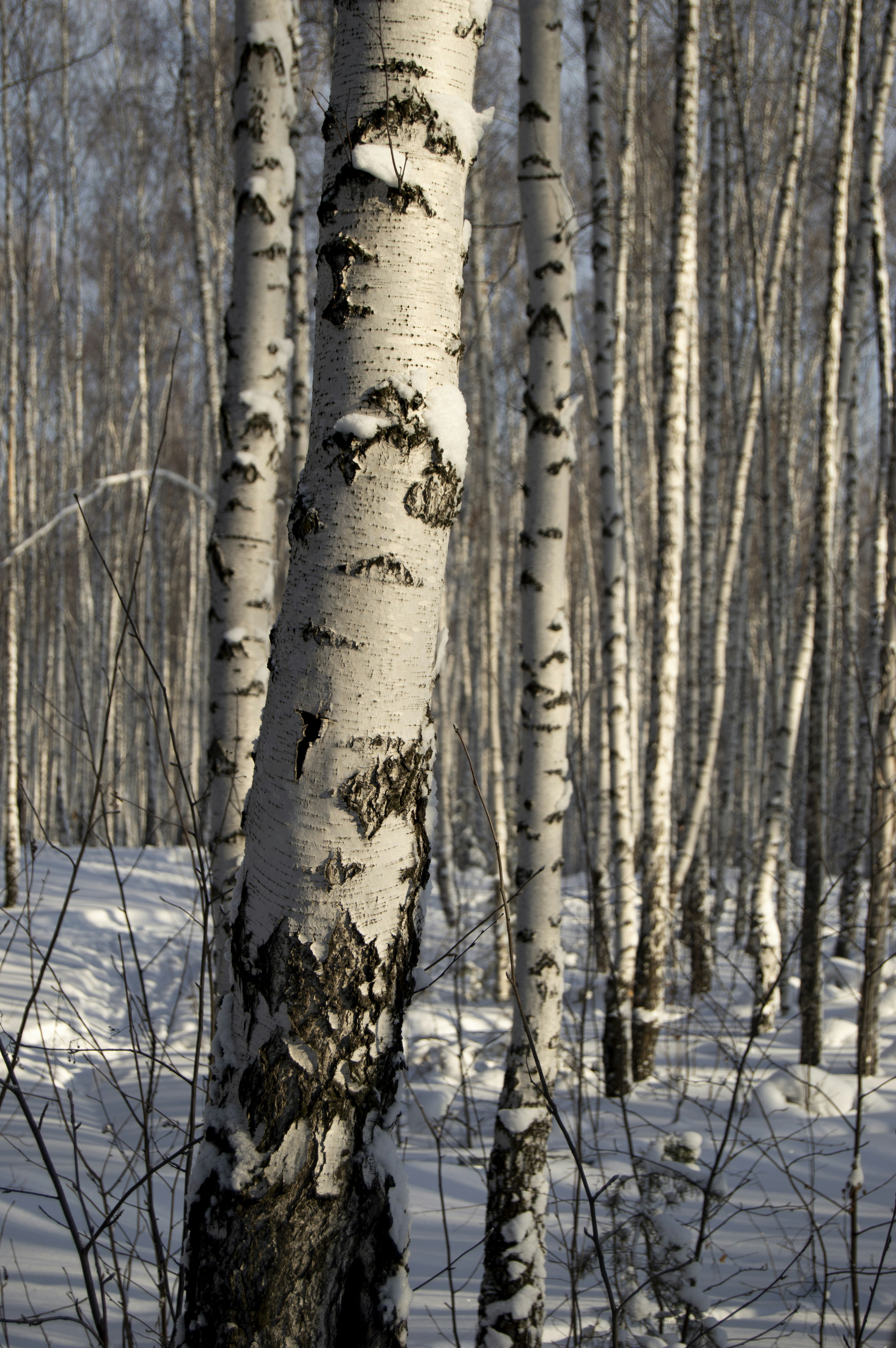 Photo by frosted_vulpes_ferrilata