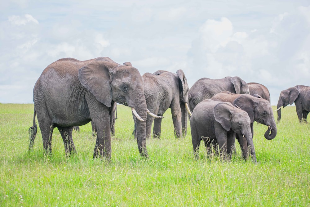 a herd of elephants walking across a lush green field