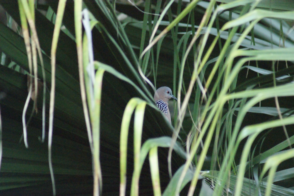 a bird perched on top of a palm tree